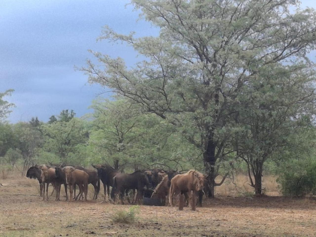 Kigeni Safari Lodge & Spa Vaalwater Bagian luar foto