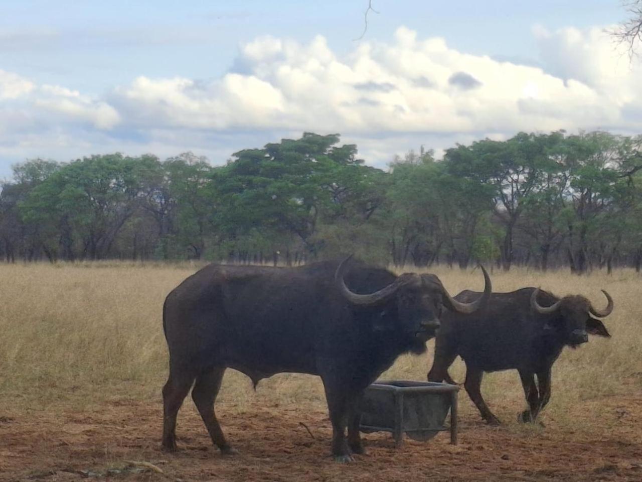 Kigeni Safari Lodge & Spa Vaalwater Bagian luar foto