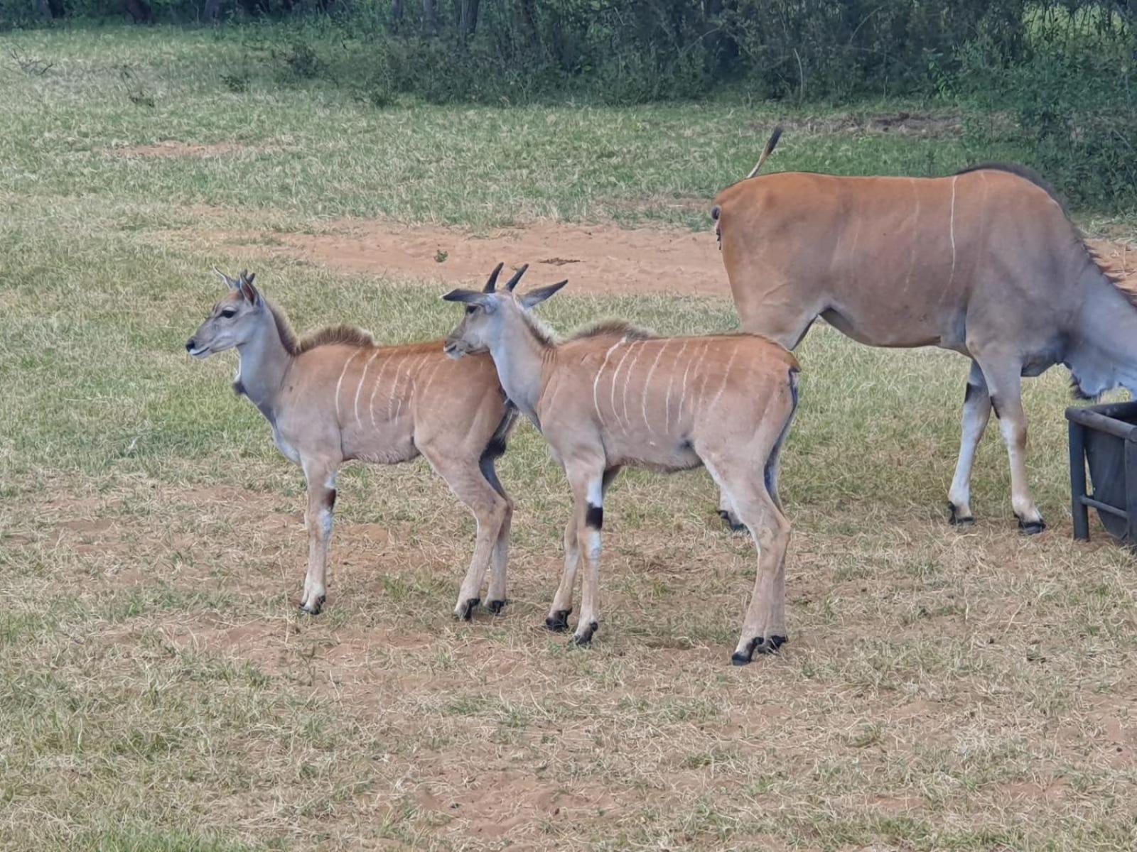 Kigeni Safari Lodge & Spa Vaalwater Bagian luar foto