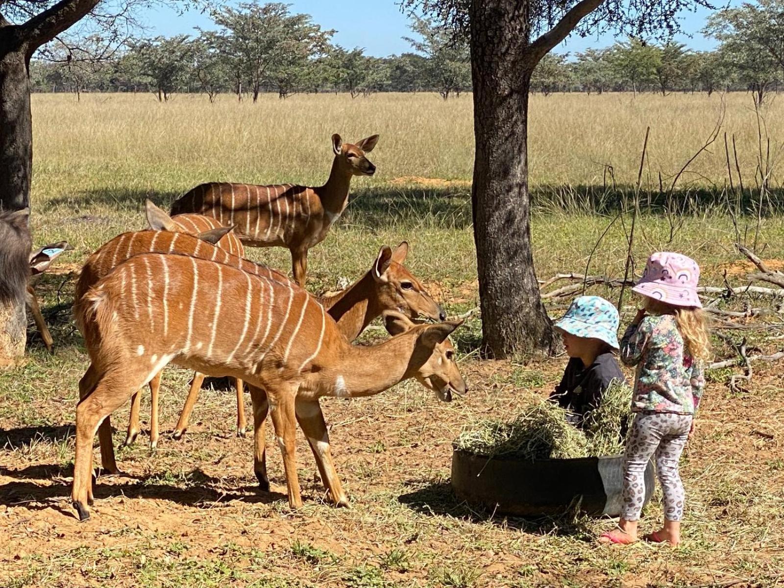 Kigeni Safari Lodge & Spa Vaalwater Bagian luar foto